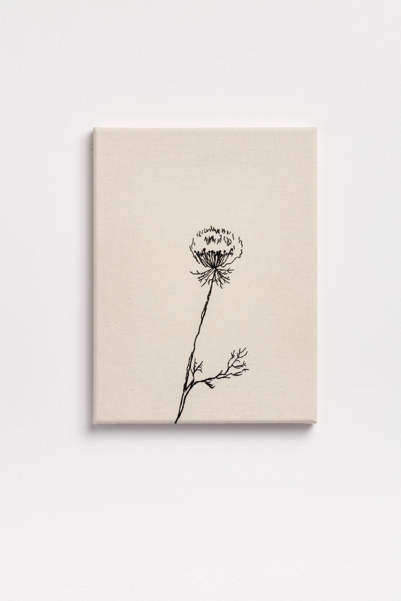Wild Carrot